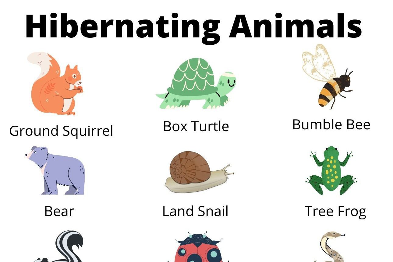 which animals hibernate u.s