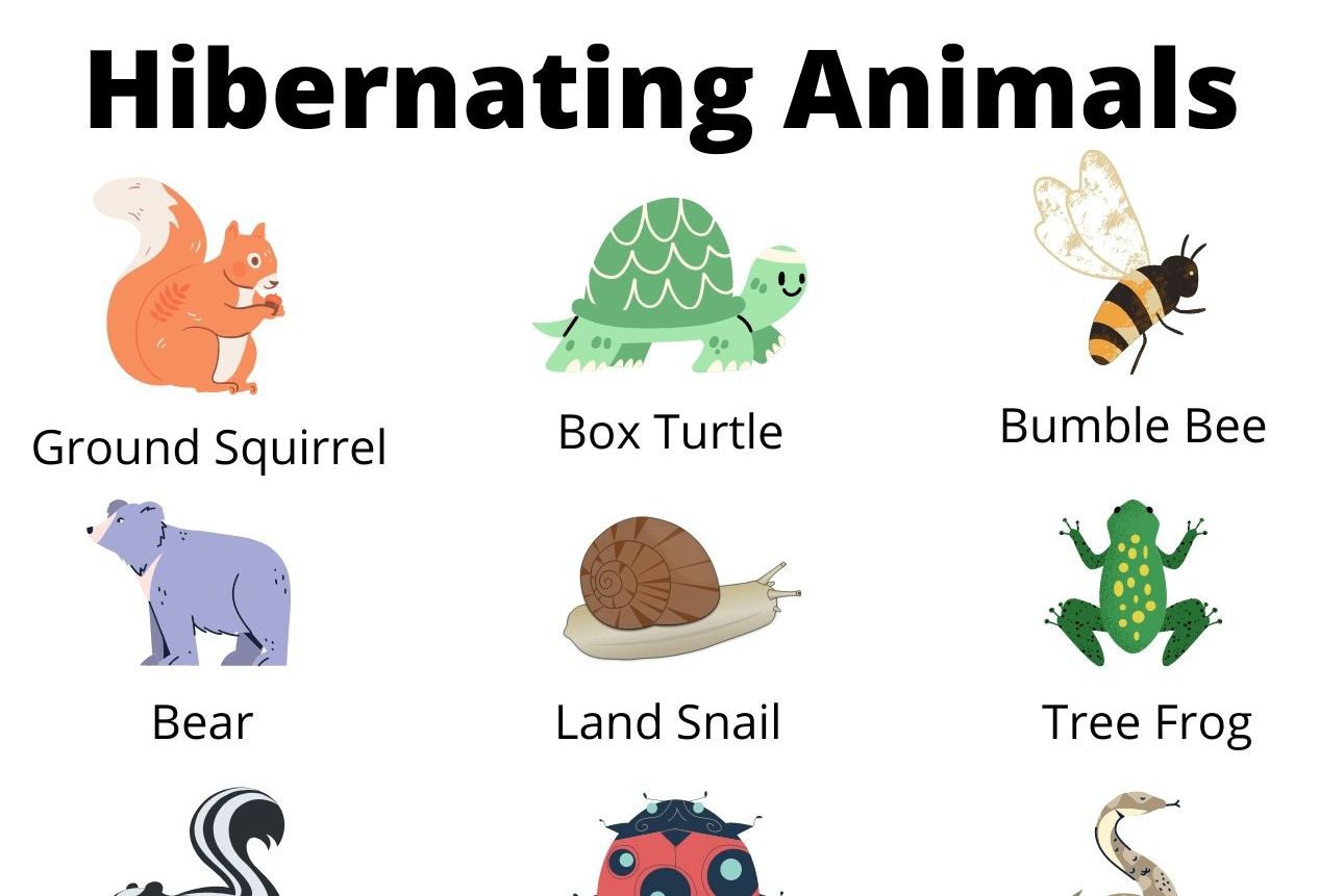 list of animals that hibernate